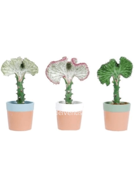 Euphorbia Crestata