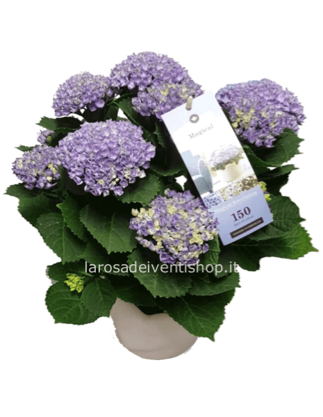 Ortensia 150 gg fioritura vaso 14 cm - Confezionata da regalo