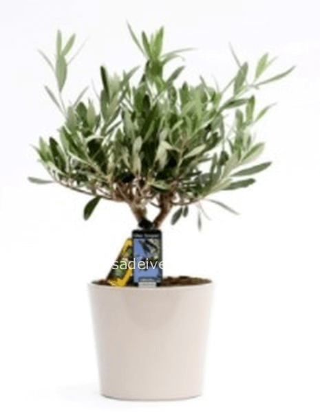 Bonsai di ulivo