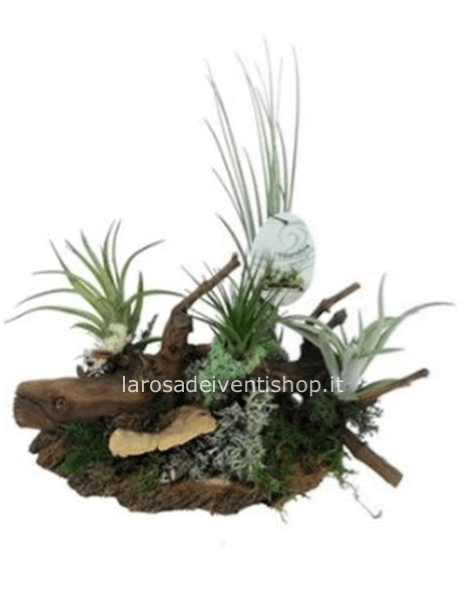Composizione Tillandsia aerea