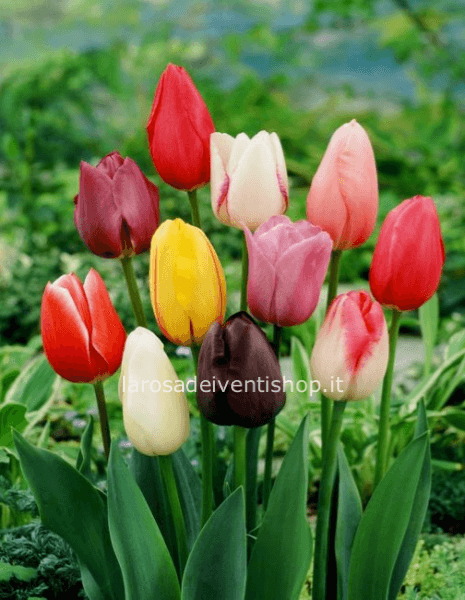 Confezione da 10 bulbi di tulipani