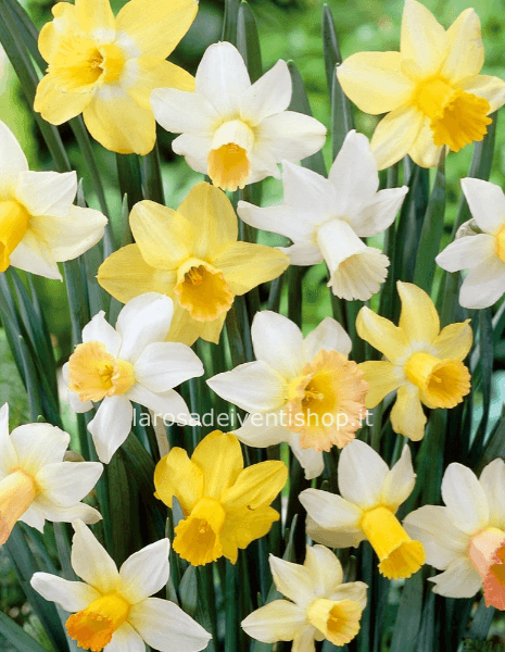 Confezione da 5 bulbi di narcisi