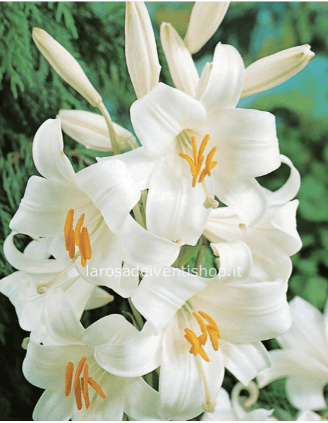 Bulbi Lilium Candidum