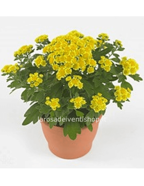 Ajania Pacifica vaso 12 cm