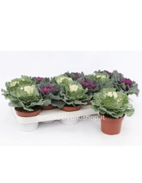 Brassica (cavolo ornamentale) vaso 10 cm