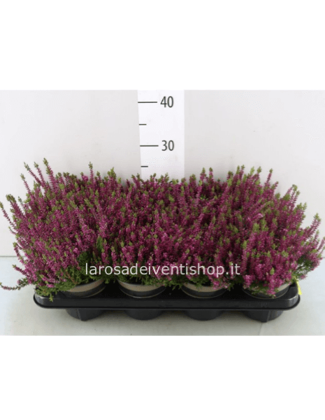 Calluna vaso duametro 13 cm colore bordeaux scuro