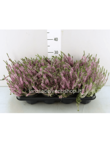 Calluna vaso 13 cm colore rosa