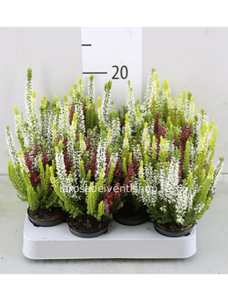 Calluna variegata chiara vaso diametro 7 cm