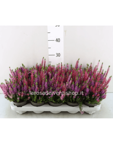 Calluna variegata scura vaso diametro 11 cm