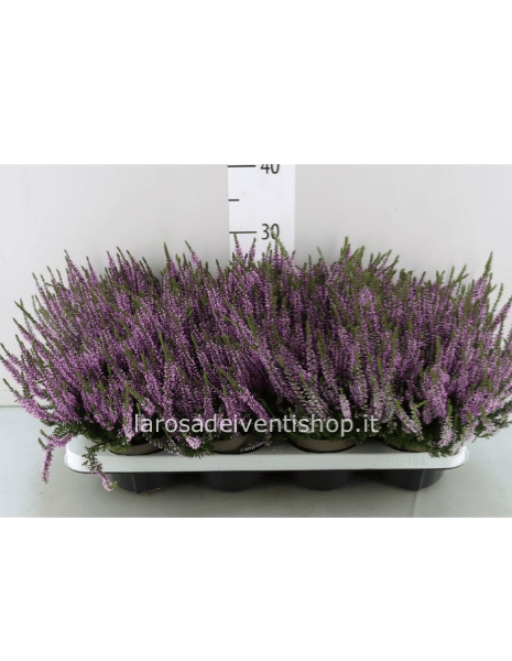 Calluna lilla