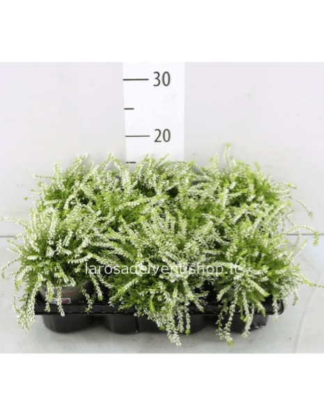 Calluna bianca ricadente