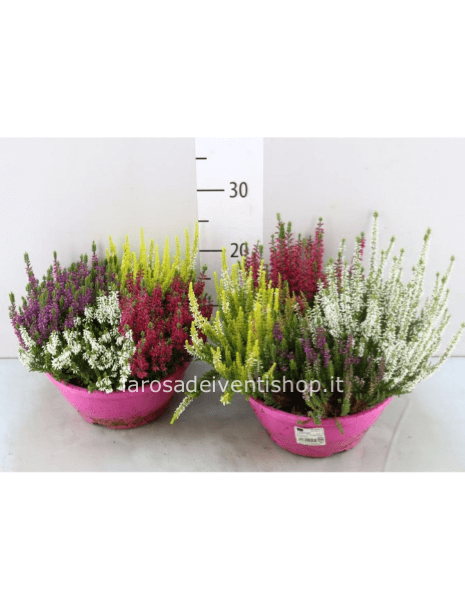 Calluna ciotola mix