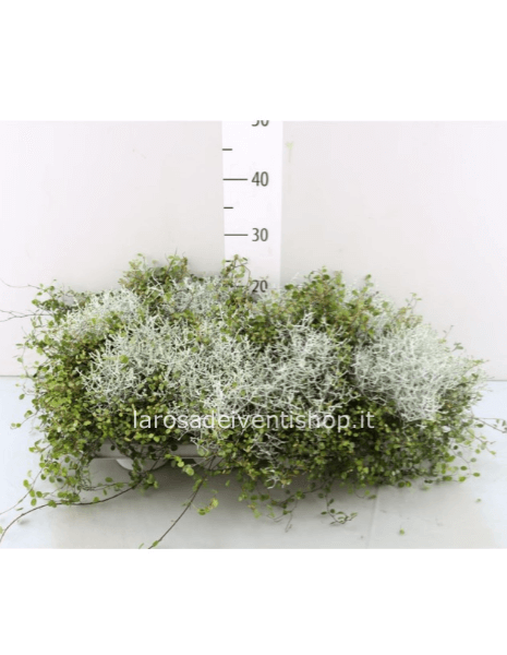 Vaso duametro 13 cm con Calocephalus e Muehlenbeckia