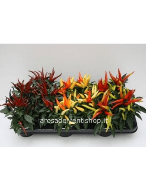 Peperoncino ornamentale lungo vaso diametro 10 cm