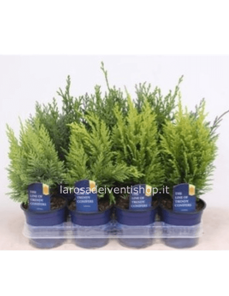 Cipresso chiaro vaso diametro 13 cm