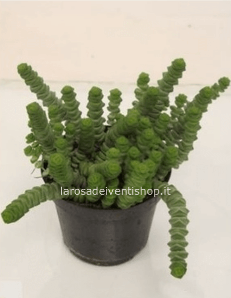 Crassula Marnieriana vaso diametro 11 cm 