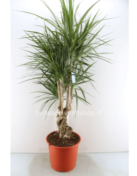 Dracena marginata Vertakt