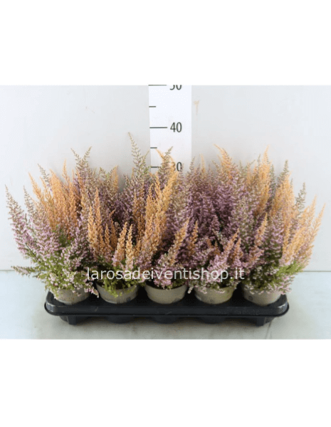 Erica Gracilis variegata