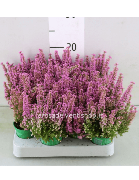 Erica Gracilis rosa vaso diametro 7 cm