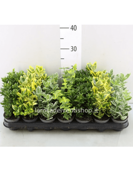 Evonimo (Euonymus) vaso diametro 8 cm