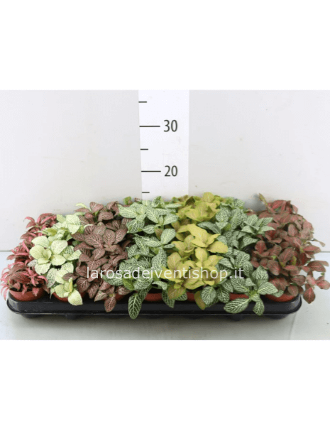 Fittonia