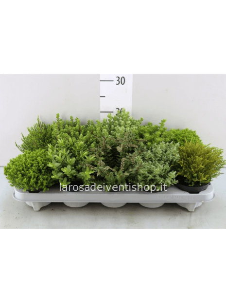 Hebe Armstrongii vasi duametro 11 cm