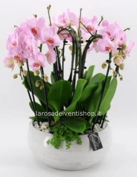 Composizione di orchidee Phalenopsis grandi come in foto con vaso in ceramica diametro 28 cm