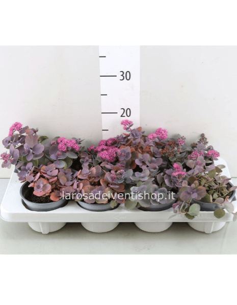 Sedum