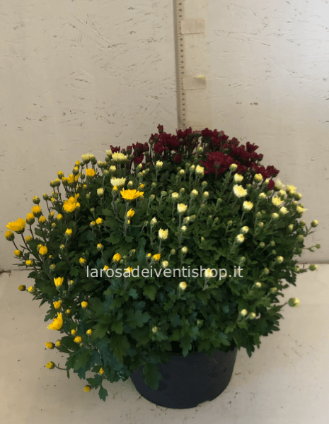 Crisantemo tricolor