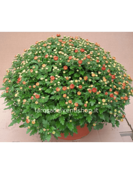 Crisantemo in ciotola