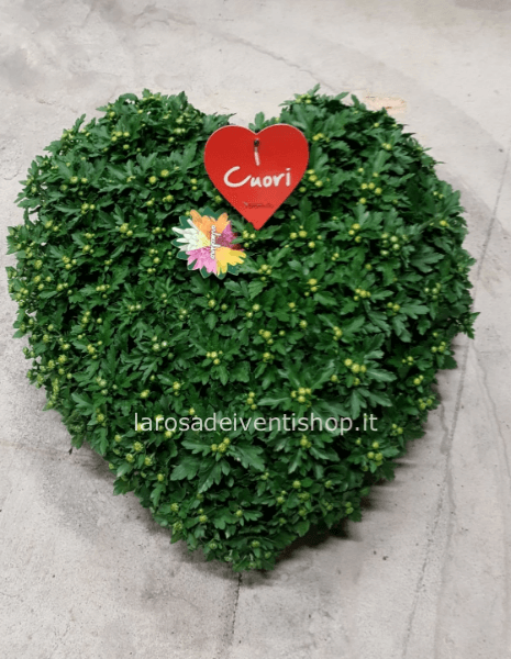 Crisantemo piatto cuore