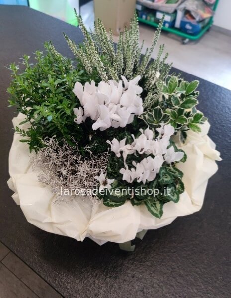 Composizione ciotola