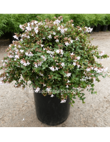 Abelia vaso dimensioni 14 cm
