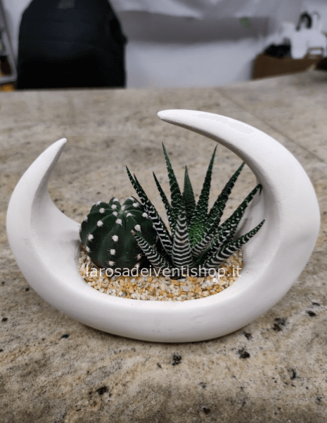 Luna in gesso bassa con piante grasse