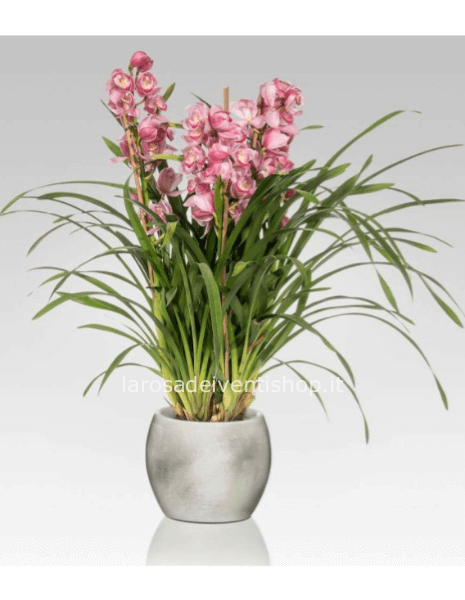Pianta di Cimbidium 3-5 rami - confezionata da regalo
