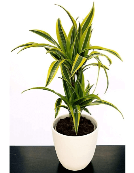 Dracena Lemon vaso diametro 16 cm altezza pianta 60/70 cm - Confezionata da regalo 