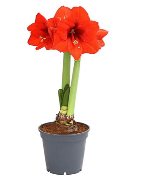 Bulbo di Amarillis in vaso diametro 14 cm confezionato da regalo