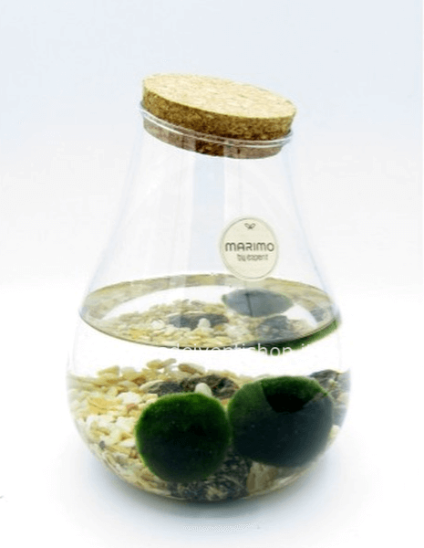 Alga Palla o  Marimo