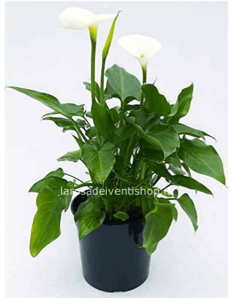 Calla Bianca