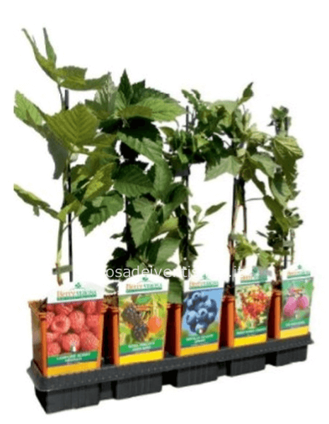 Frutti di bosco in varietà