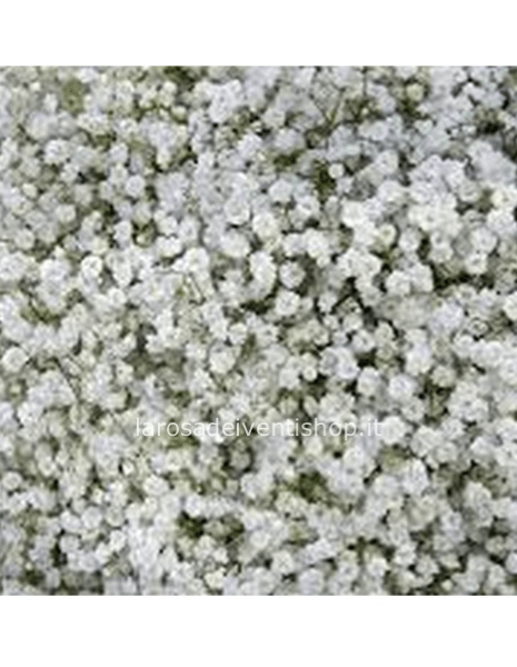 Ceppo di Gipsofila con radice confezionato per trapianto