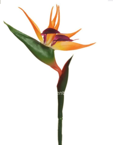 Sterlizia h 65 cm sintetico