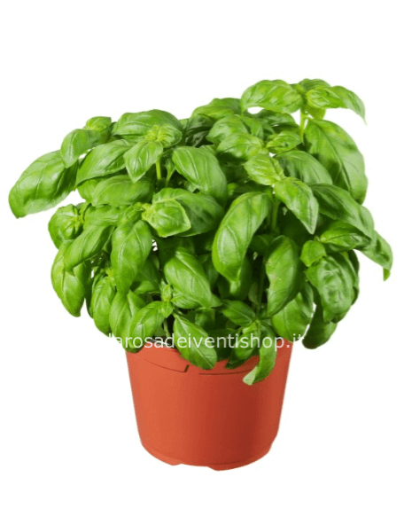 Pianta di basilico in vaso da 14 cm