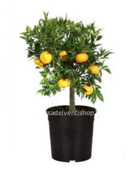 Alberello di agrumi vaso 18 cm