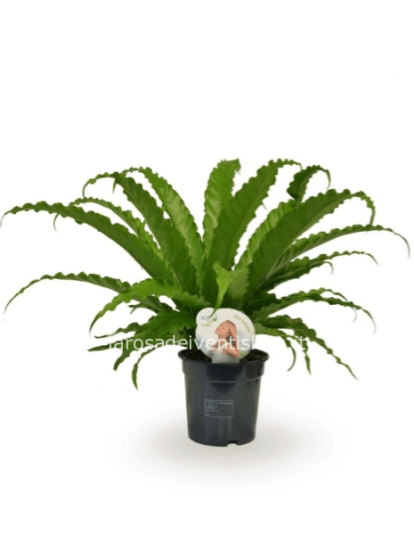 Asplenium  Osaka vaso 17 cm - Confezionata da regalo