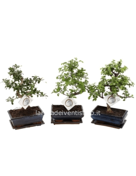 Bonsai mix