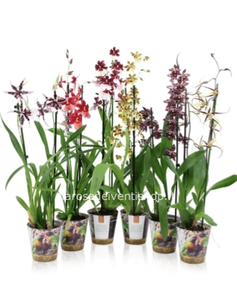 Orchidea Cambria vaso 12 cm - Confezionata da regalo