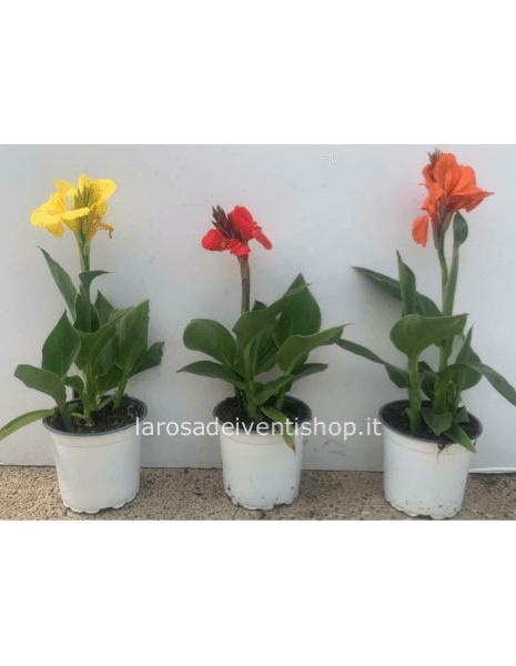 Canna Indaca vaso 14 cm - confezionata da regalo
