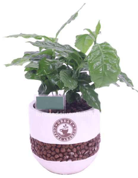 Pianta di Caffè  (Coffea Arabia)