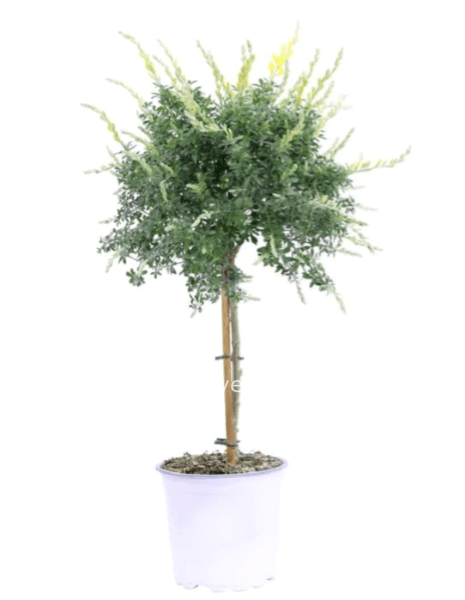 Cytisus (Ginestra gialla) alberello  vaso 17 cm h 70 cm - confezionata da regalo